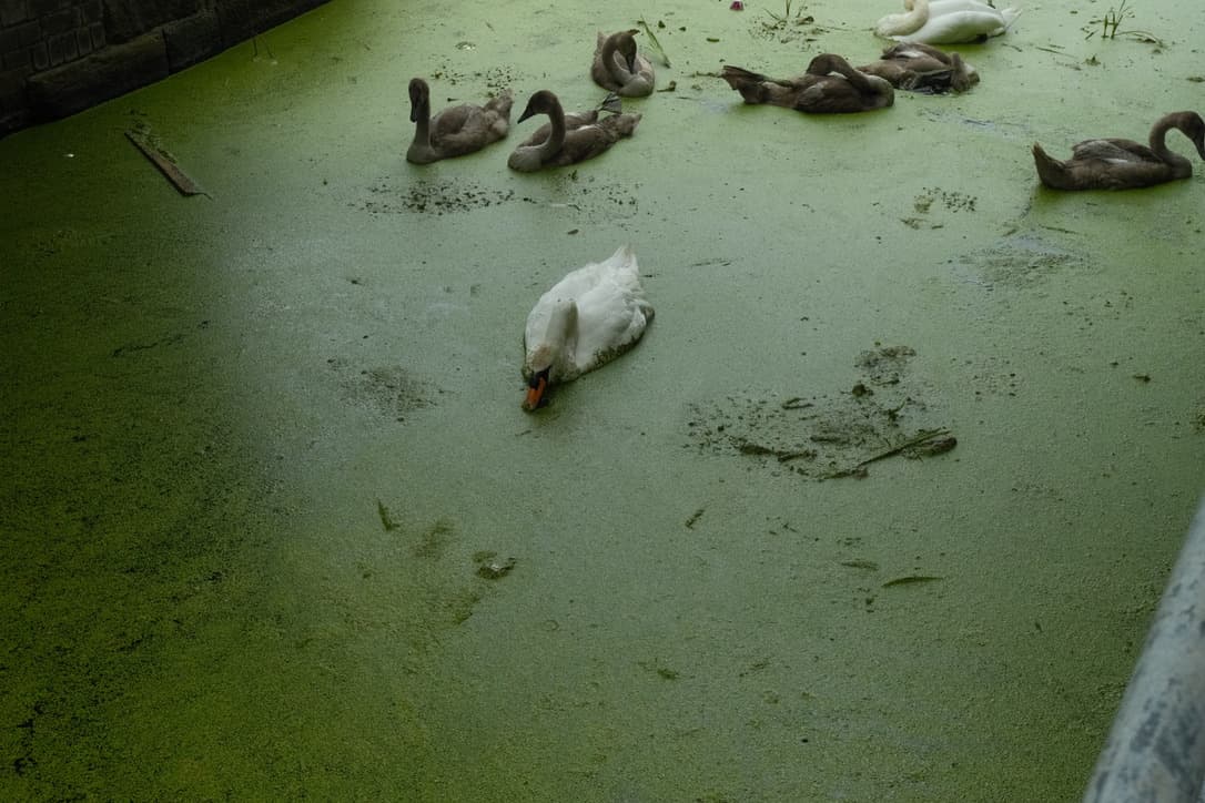 a goose