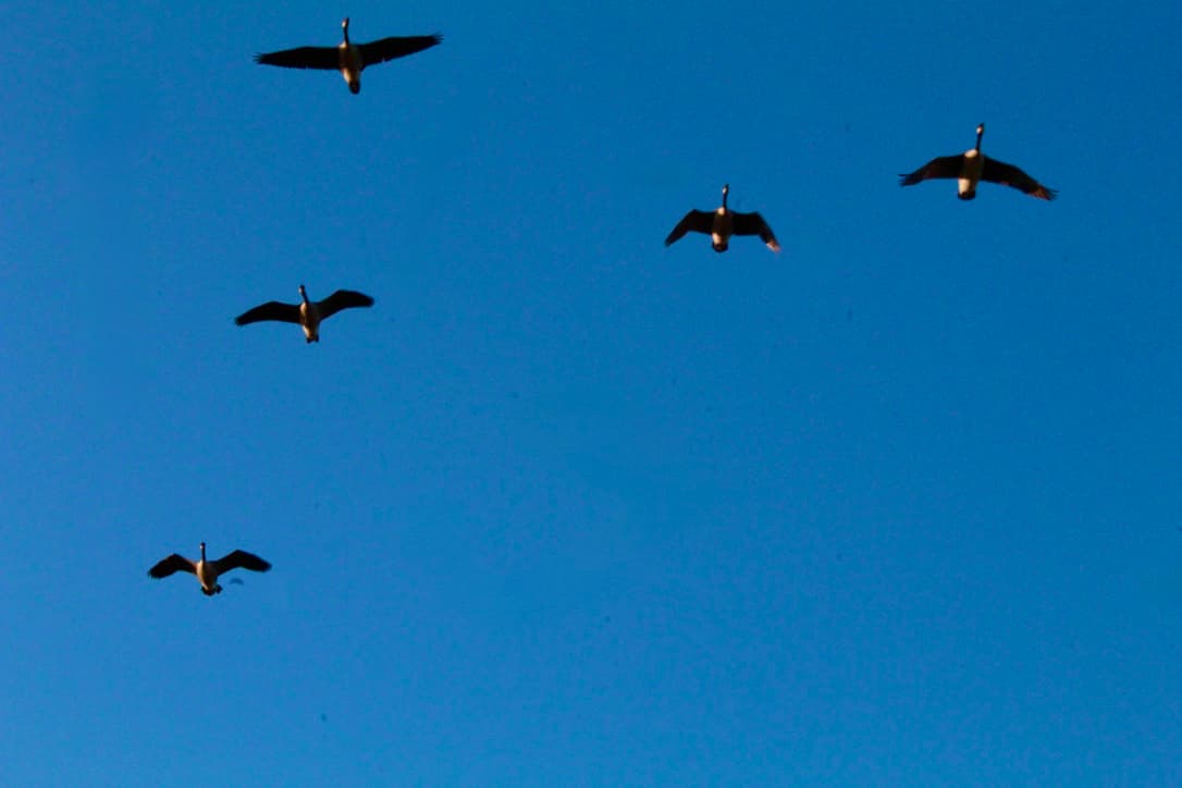 birds