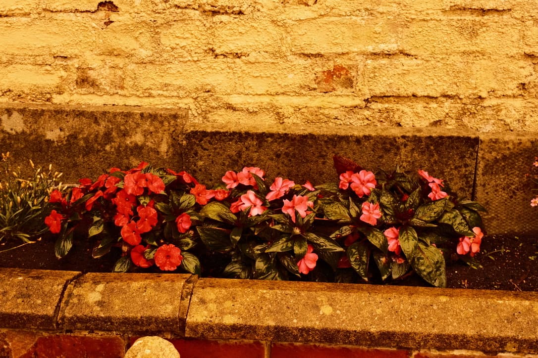 flowers