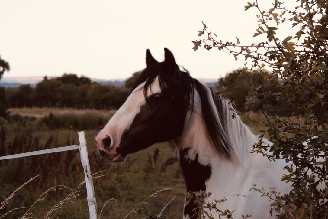 horse