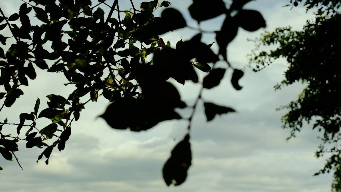 trees